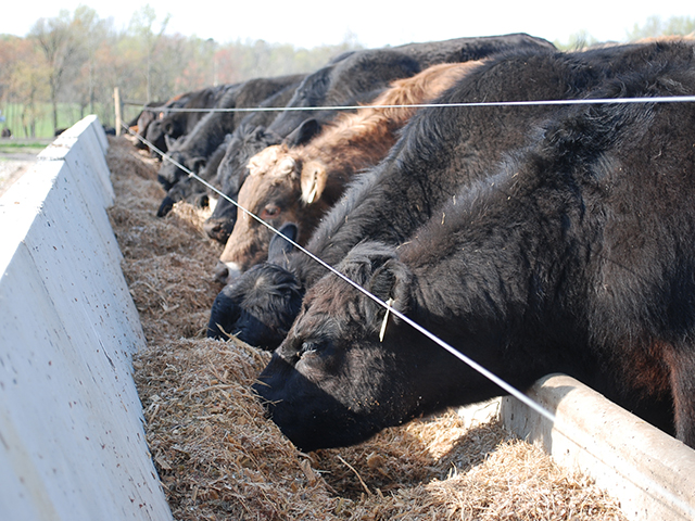 Are "traceability gaps" hurting America&#039;s cattle industry? (DTN/Progressive Farmer image by Boyd Kidwell)